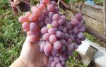 Можно ли отравиться виноградом, и что делать в этом случае