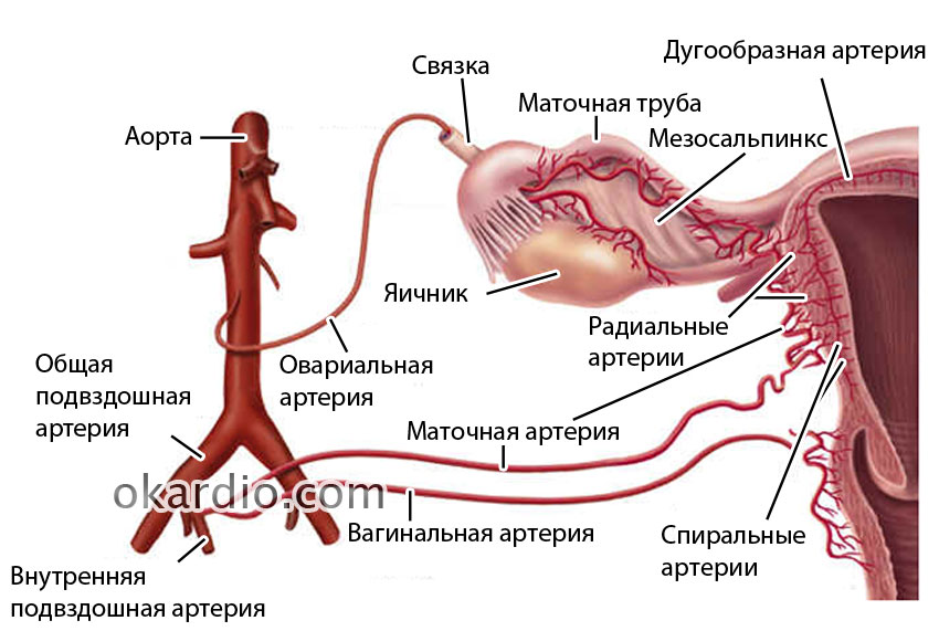 Общая подвздошная артерия презентация