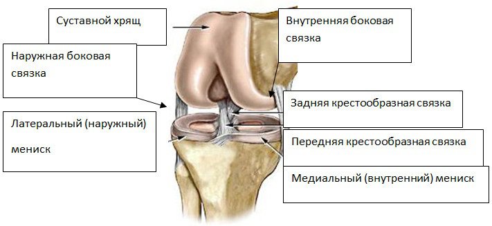 Лигаментоз крестообразных связок коленных. Задняя крестообразная связка коленного сустава анатомия. Задняя крестообразная связка коленного сустава разволокнена. Передняя крестообразная связка коленного сустава анатомия крепление. Строение передней крестообразной связки.